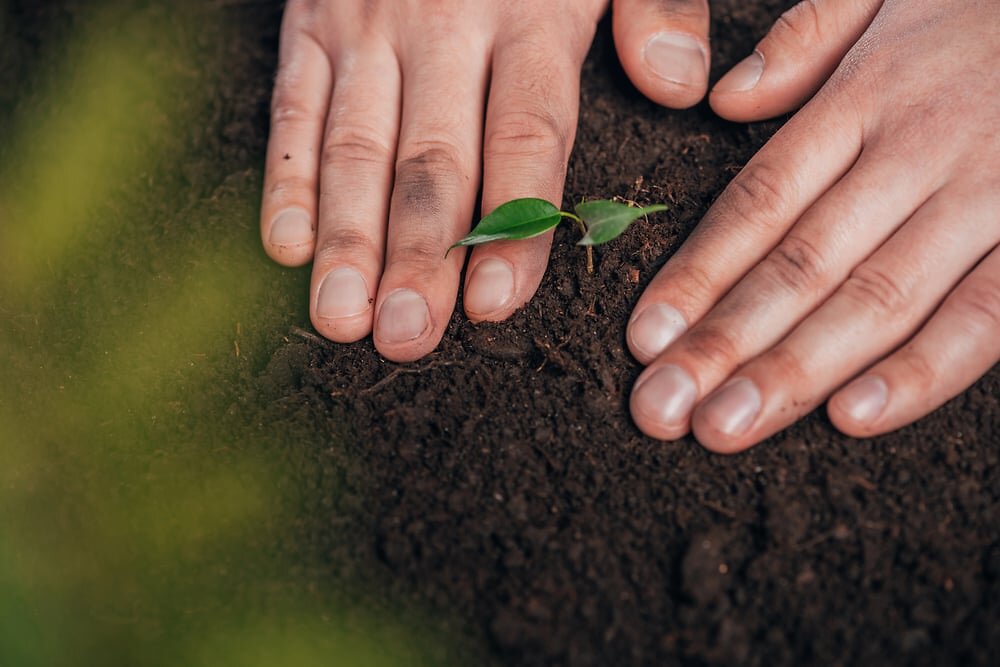 Hands on soil with small plant